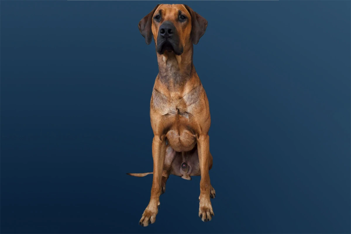 Wetzlar-Naunheim - Simba ist wieder aufgetaucht - Rhodesian Ridgeback zurück beim Herrchen