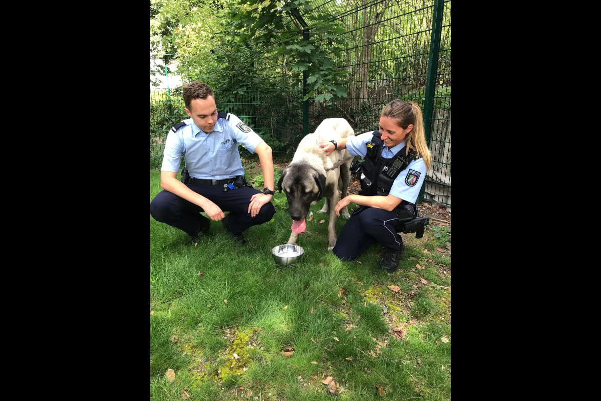 Moers - großer Hund verirrt sich auf die Autobahn A40