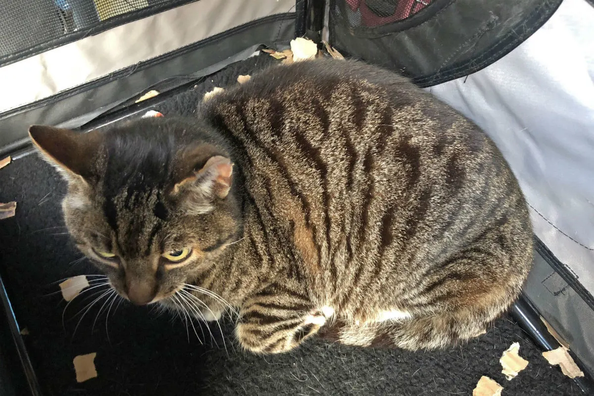St.Gallen SG - Wer hat seine Katze an der Bushaltestelle vergessen?
