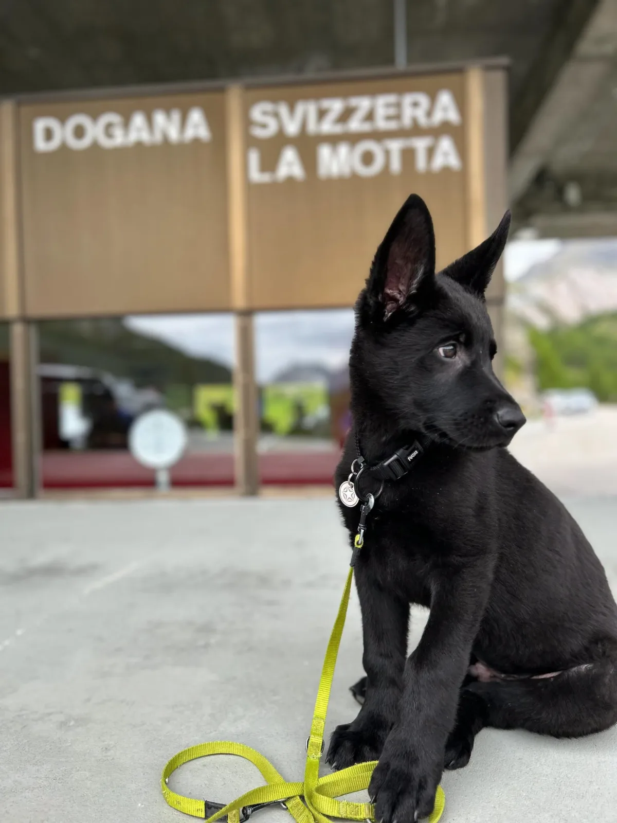 Ein schwarzer Schäferhundwelpe sitzt auf dem Boden vor einem Gebäude mit der Aufschrift 'Dogana Svizzera La Motta'.