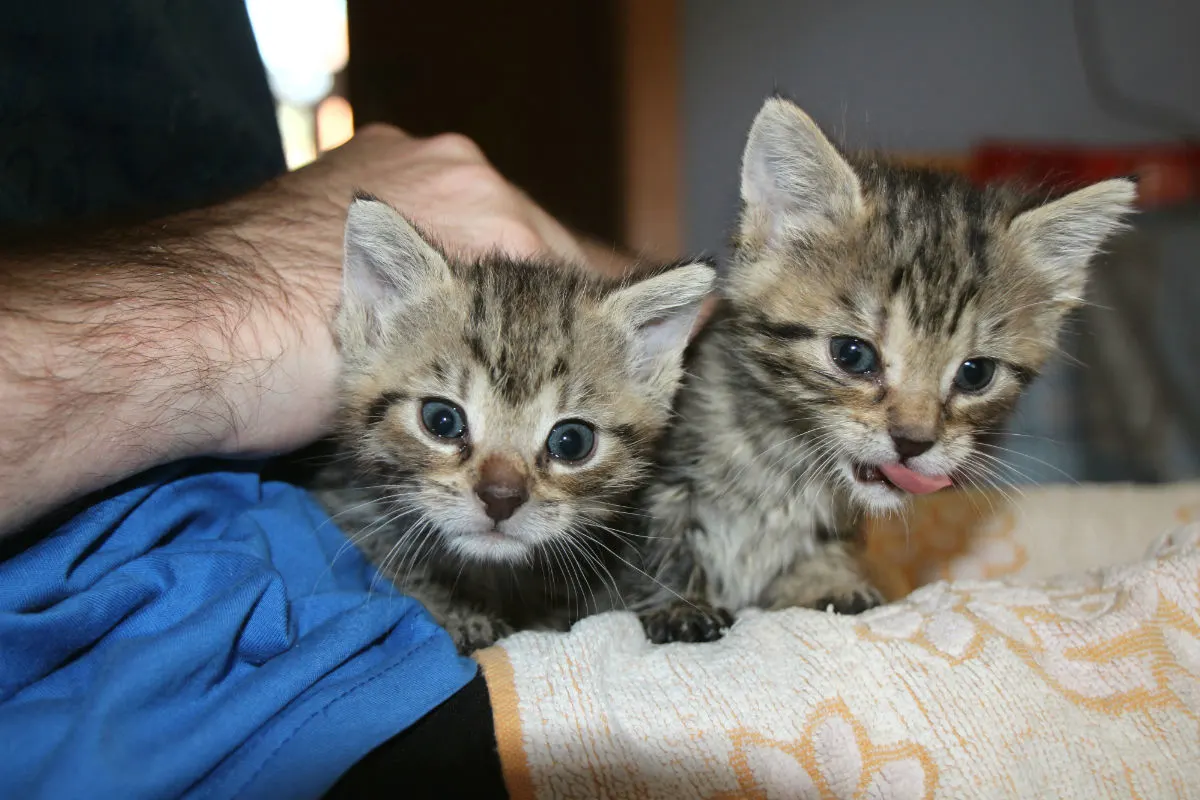 Gerettete Katzenbabys entwickeln sich prächtig