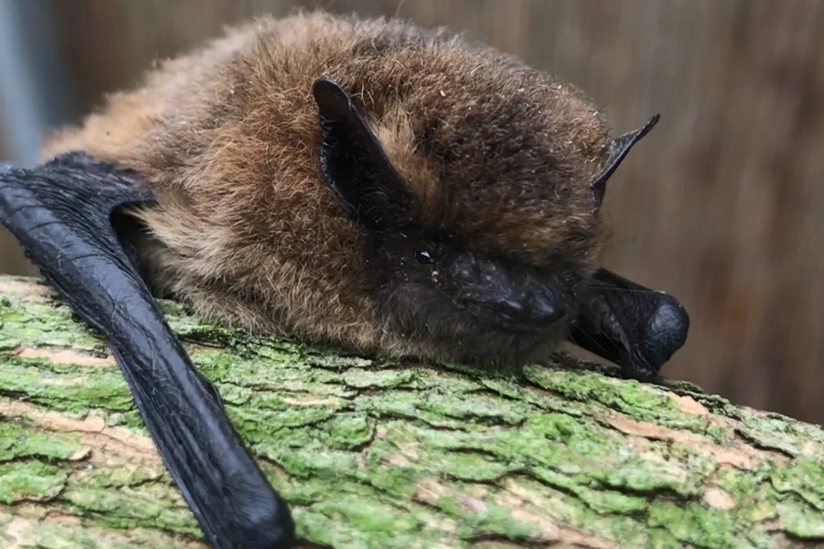 Lüneburg - Bundespolizistinnen retten "Batman"