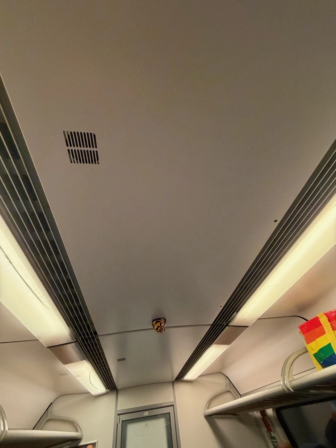 Ein Wespennest hängt an der Decke eines beleuchteten Zugabteils neben einem Gepäcknetz.