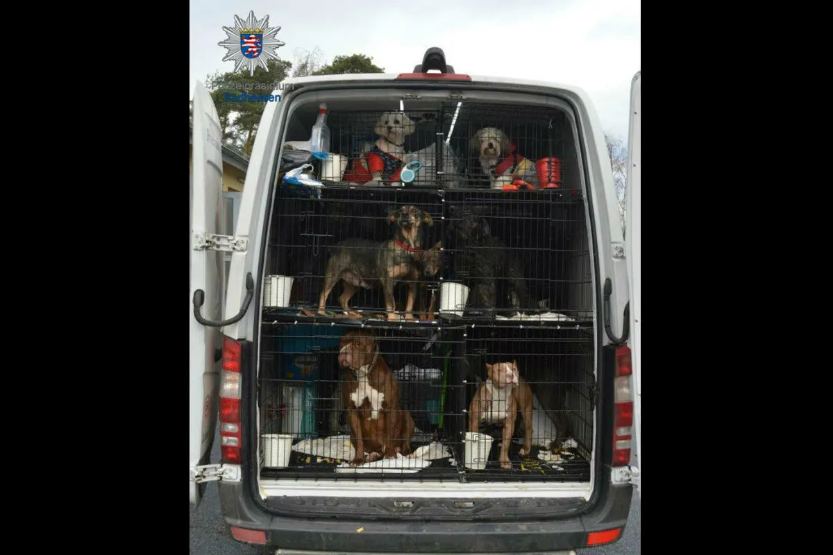 Darmstadt - 26 Hunde und vier Katzen in Käfigen transportiert