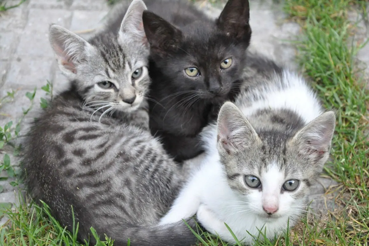 Schockierend - Viele Katzen verstümmelt aufgefunden