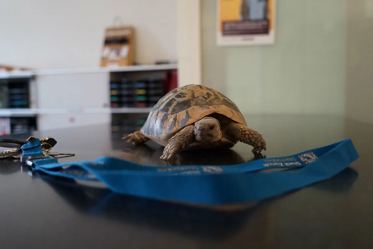 Zürich ZH - Besitzer der Schildkröte gefunden