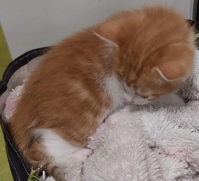Ein orange-weißes Kätzchen liegt zusammengerollt und schläft auf einer weichen, flauschigen Decke. Es scheint sich in einem Körbchen zu befinden.