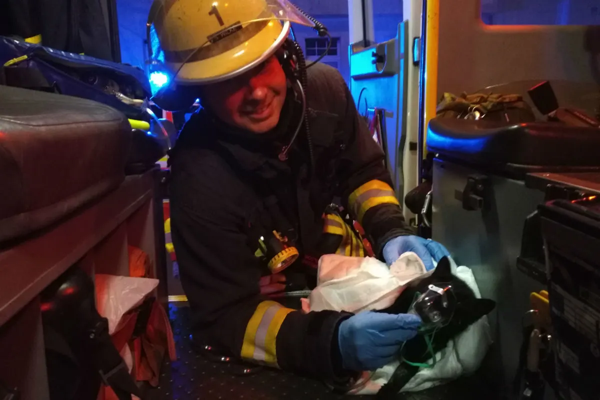 Feuerwehr rettet Katze aus den Flammen