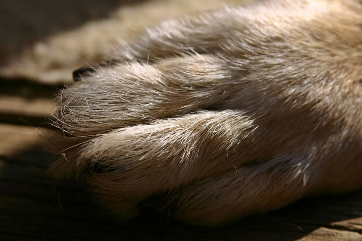 Auma-Weidatal - Hundeköder mit Messerklinge versehen