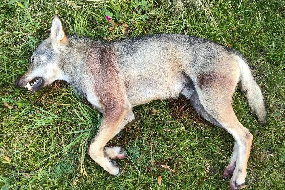 Wallis - Wolf im Goms erlegt