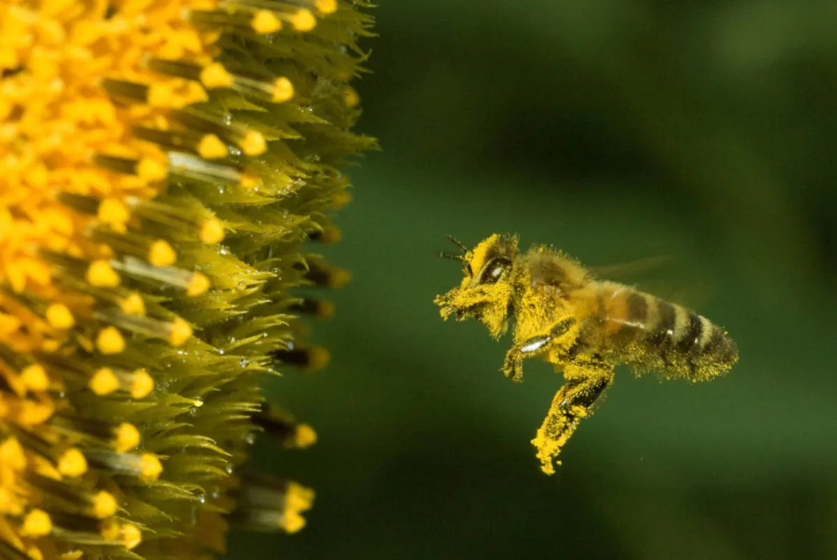 Bienendieb von Schmitten FR gesteht seine Tat