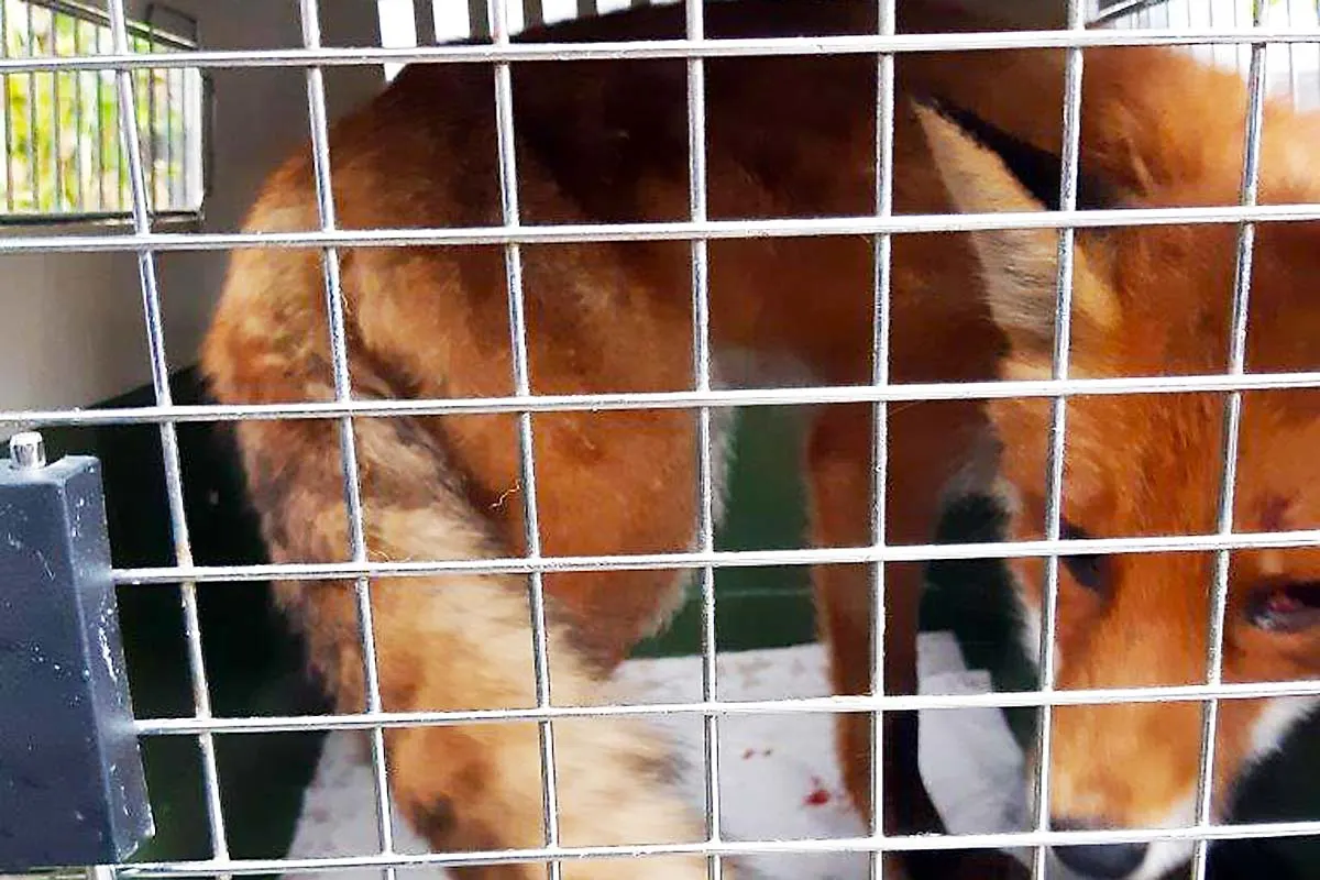 Scharbeutz - Bundespolizisten retten Fuchs aus den Gleisen