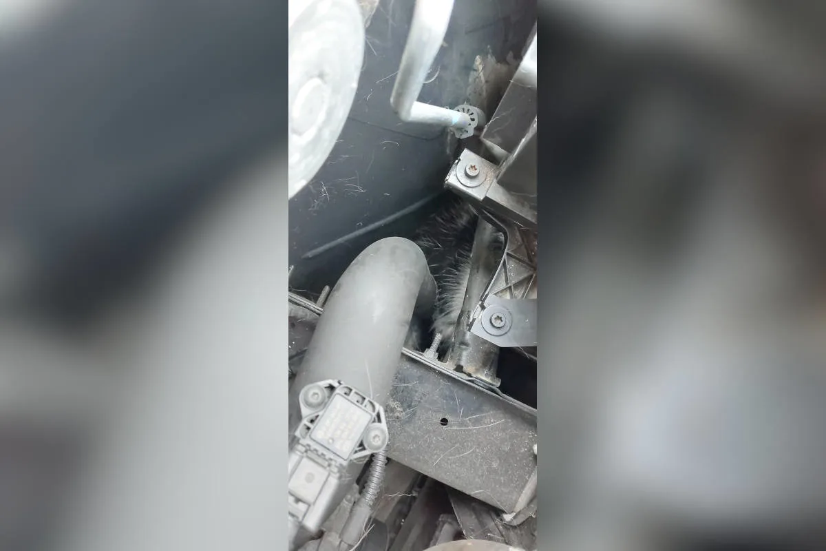 Essen – Feuerwehr befreit "blinden Passagier" aus Motorraum