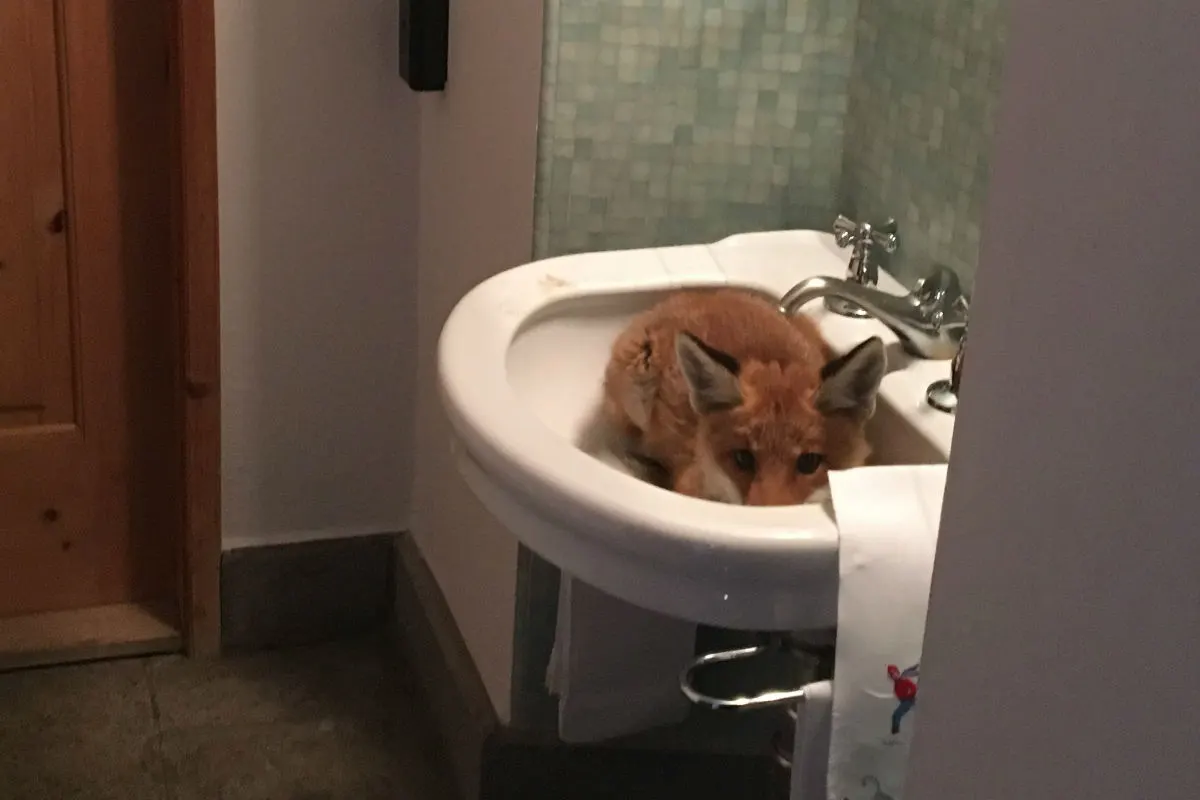 Celerina GR - Fuchs im Lavabo