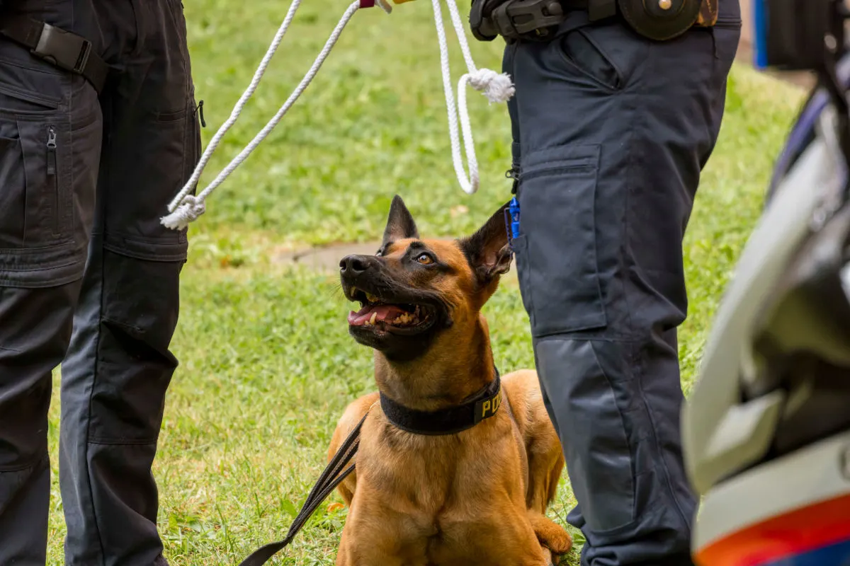 Ein Polizeihund mit einem gelben Halsband sitzt auf einer Wiese und blickt zu zwei Polizisten auf, die schwarze Hosen tragen.
