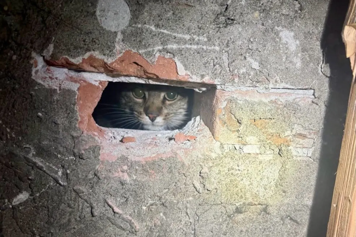 Eine Katze ist durch ein rechteckiges Loch in einer Mauer zu sehen. Sie blickt direkt in die Kamera und ist von rauem Mauerwerk umgeben.