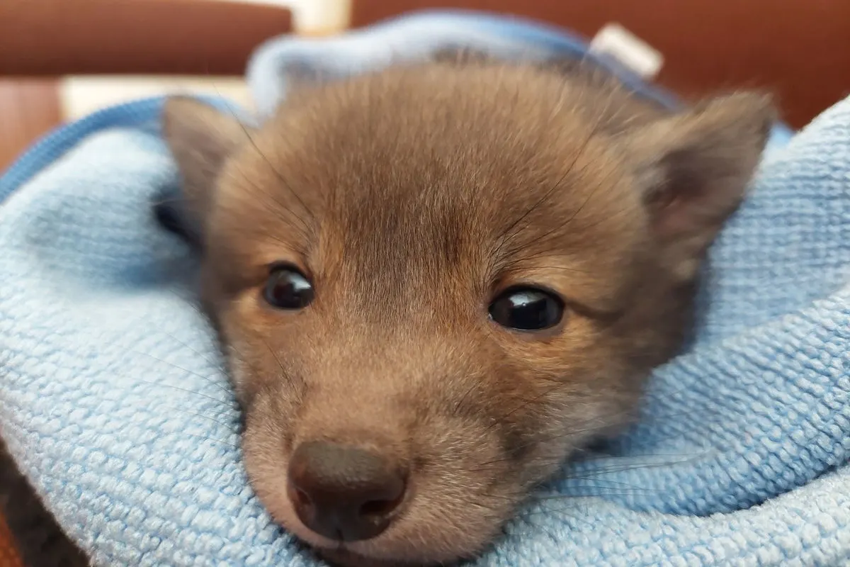 Salzgitter – Hundebesitzer findet Fuchswelpen