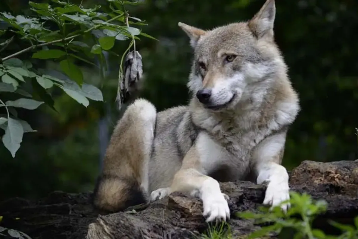 Entscheid - BAFU stimmt Abschussgesuch für einen Jungwolf aus dem Rudel im Valle di Blenio zu