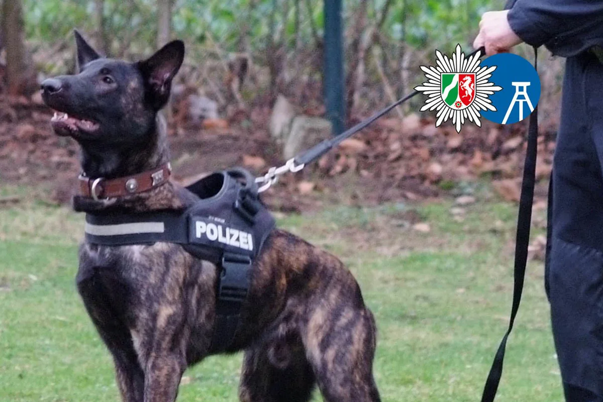 Bochum - Spürnasen im Einsatz - Fünf Fakten über Diensthunde