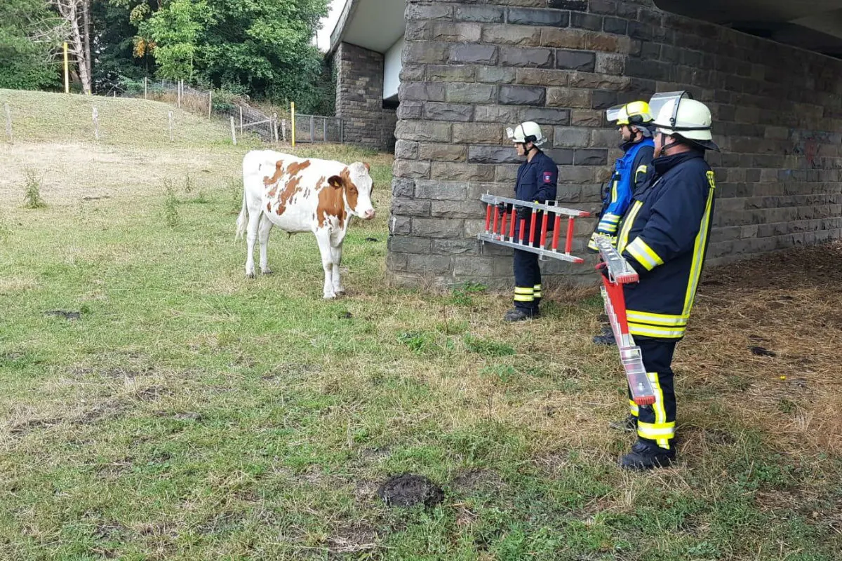 Rind aus misslicher Lage befreit -  Kopf steckte in Maschine fest