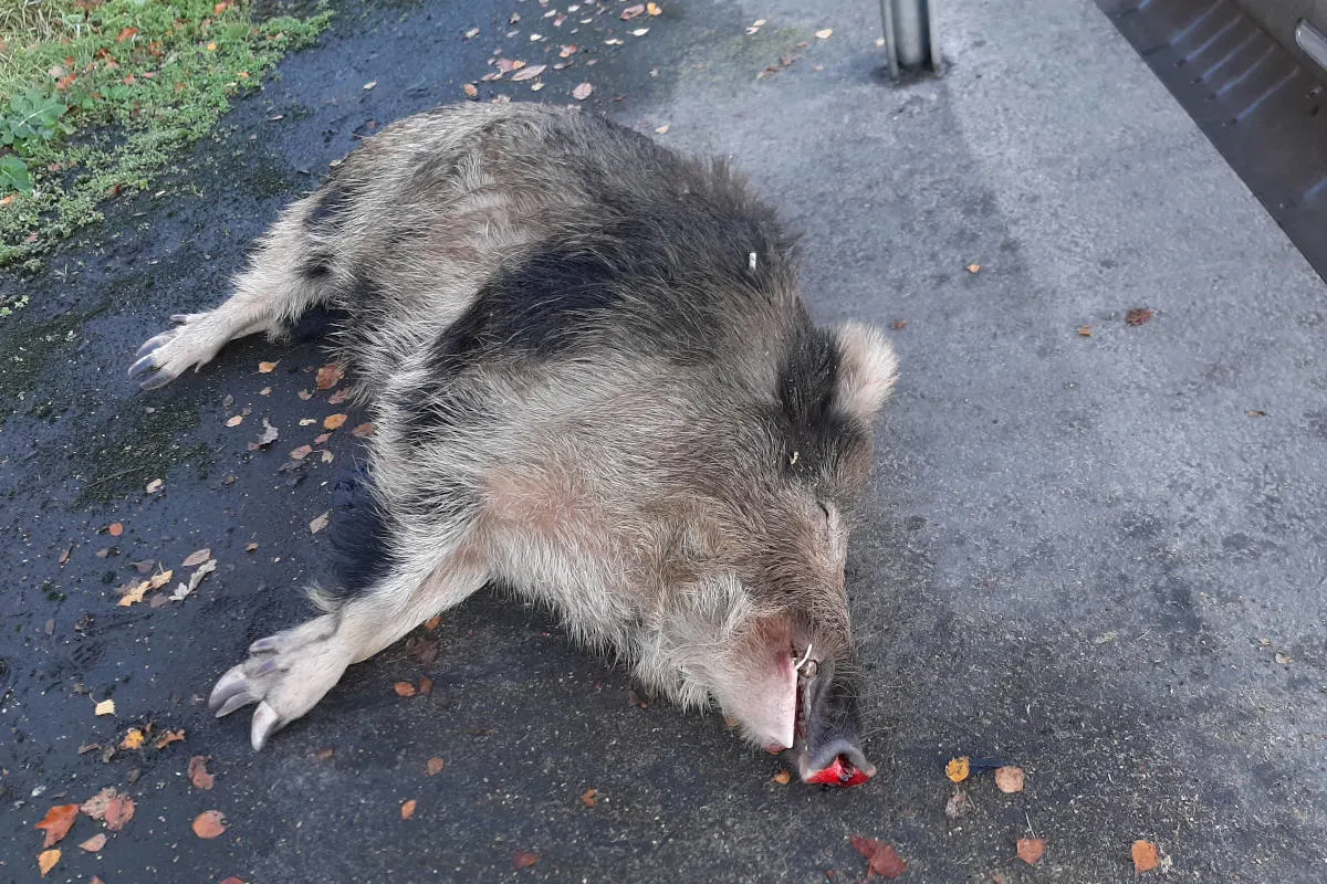 A1 Lohne - Verkehrsunfall mit Wildschwein