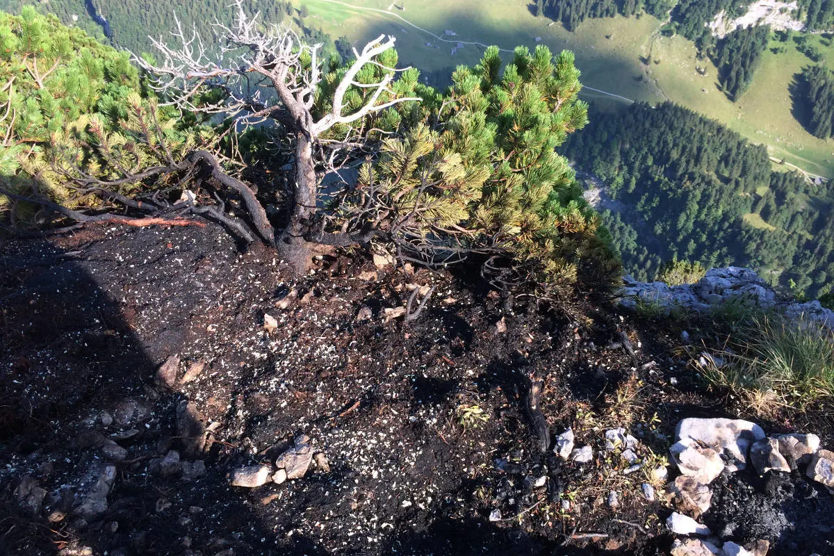 Alp Chlus AI - Föhre in Brand geraten