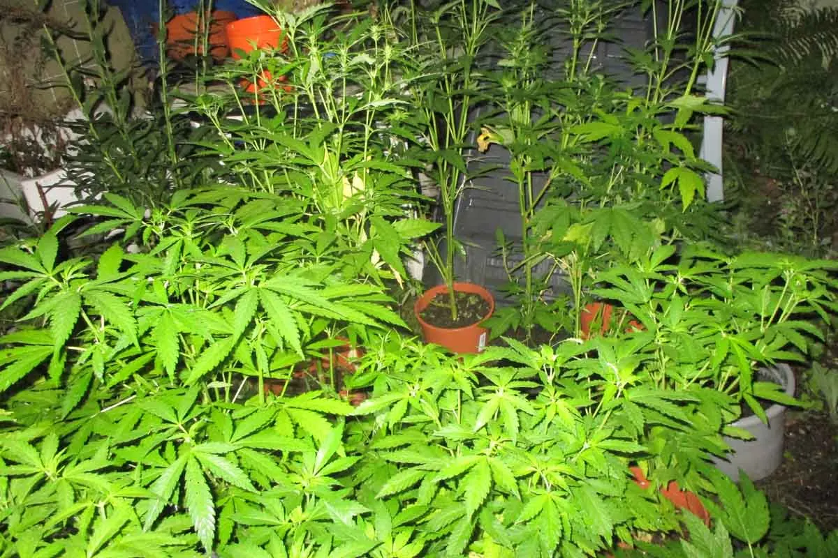 Bremerhaven - Kleine Cannabis-Plantage entdeckt