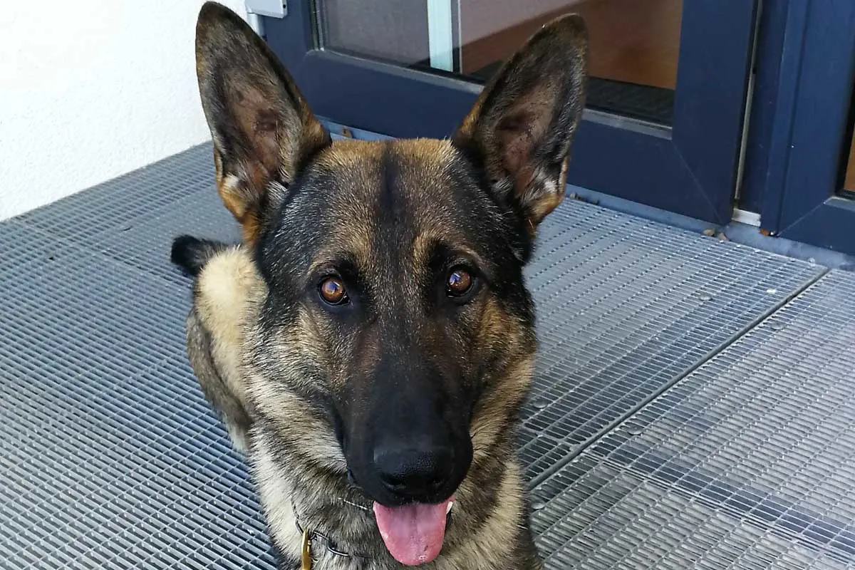 Heilbronn - Helfer auf vier Pfoten - Zollhund Luc neu beim Hauptzollamt 
