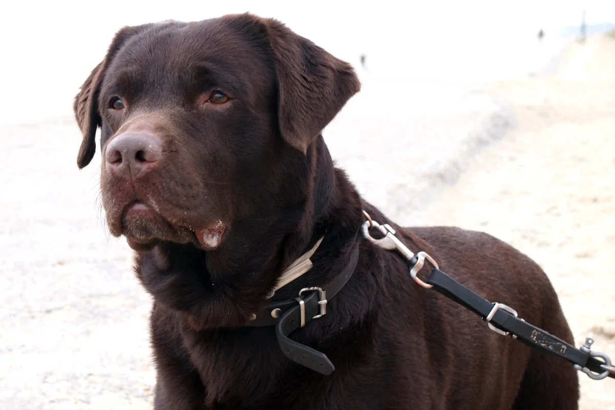 Reinach BL - Auto kollidiert mit Hund