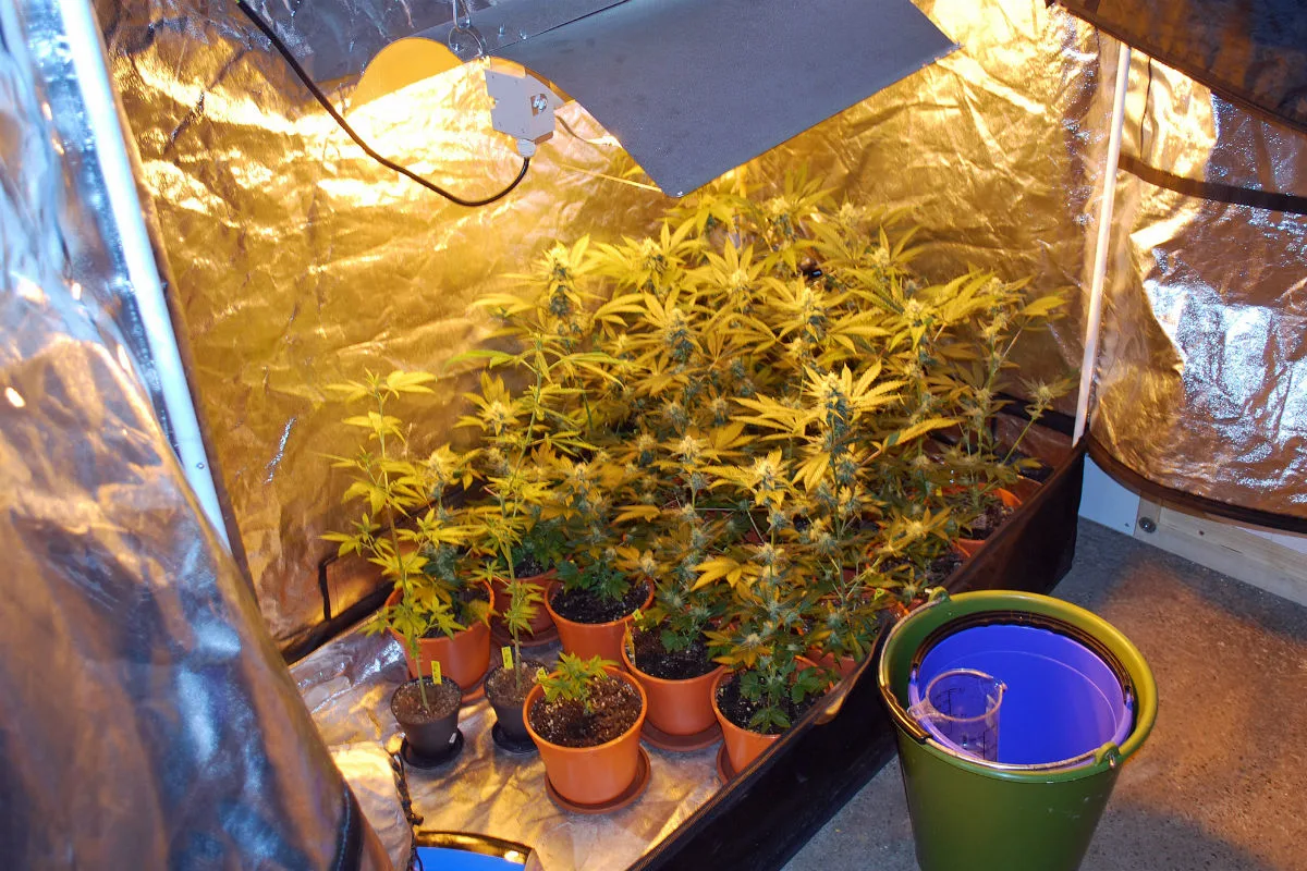 Nebikon LU - Indoor-Hanfanlage ausgehoben