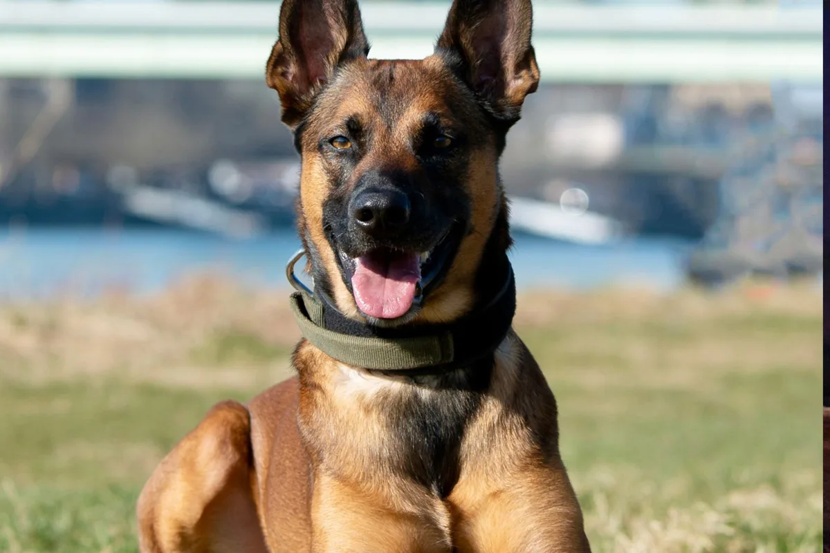 Köln NW – Polizeihund Loki stellt Kiosk-Einbrecher in der Nacht