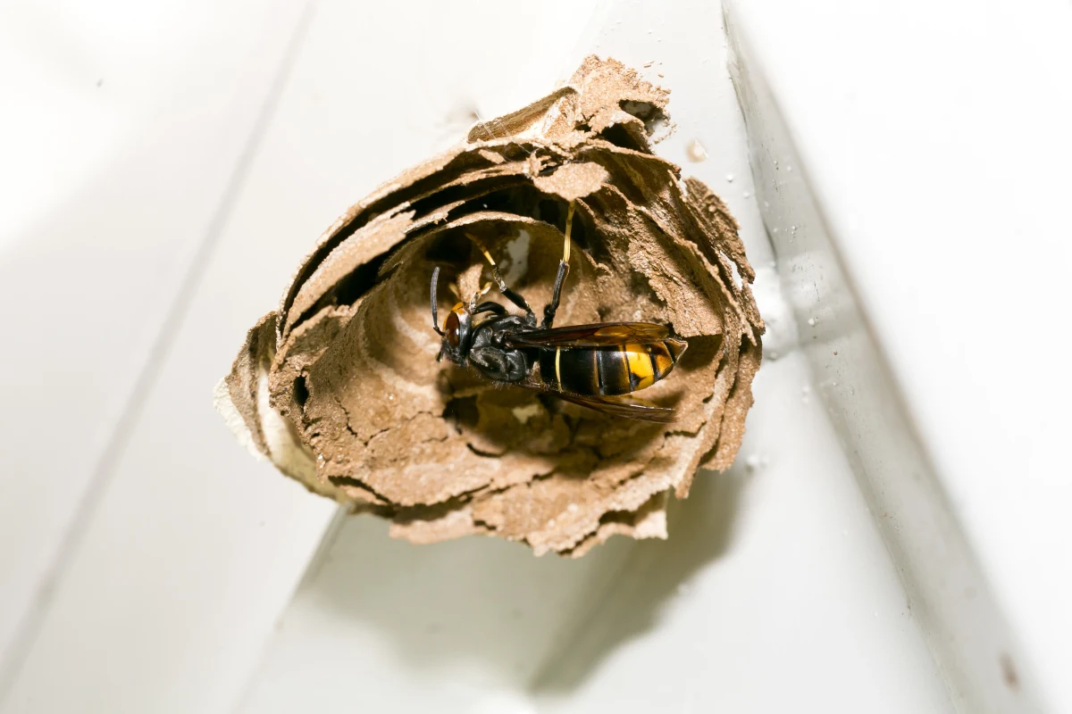 Ein Insekt krabbelt auf einem papierenen Wespennest an der äußeren Ecke einer hellen Wand.