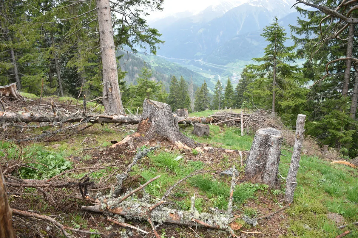 Sumvitg GR - Mann von Baumstamm erfasst