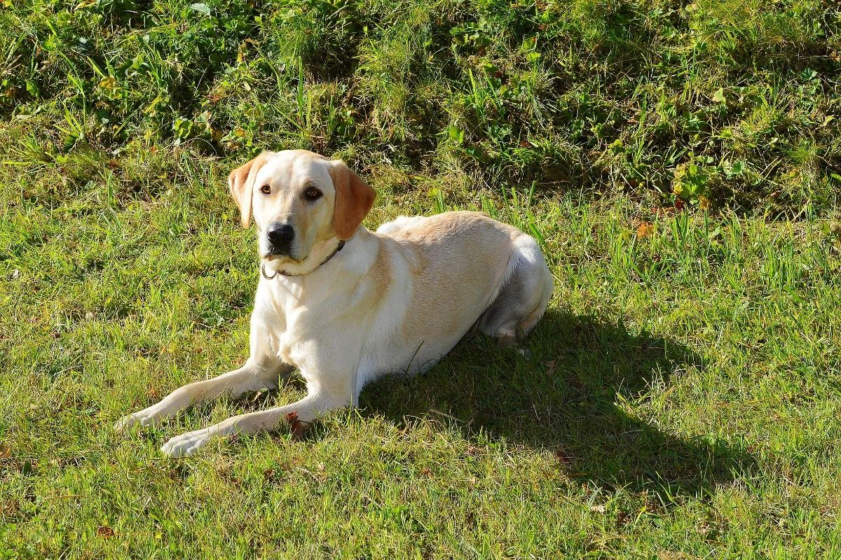 Kriens LU - Polizeihund Sina deckt Drogendealer auf