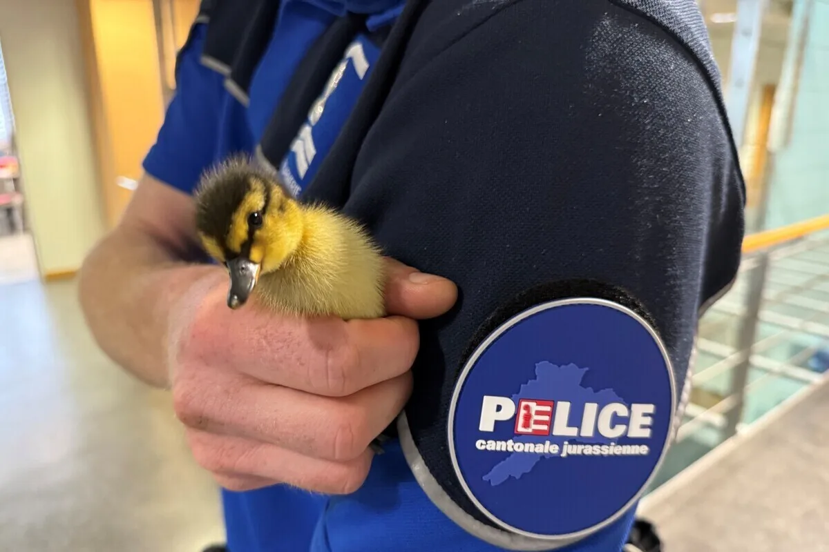 Ein Polizist in Uniform hält ein kleines, gelbes Entenküken. Das Abzeichen der Police cantonale jurassienne ist klar zu erkennen.