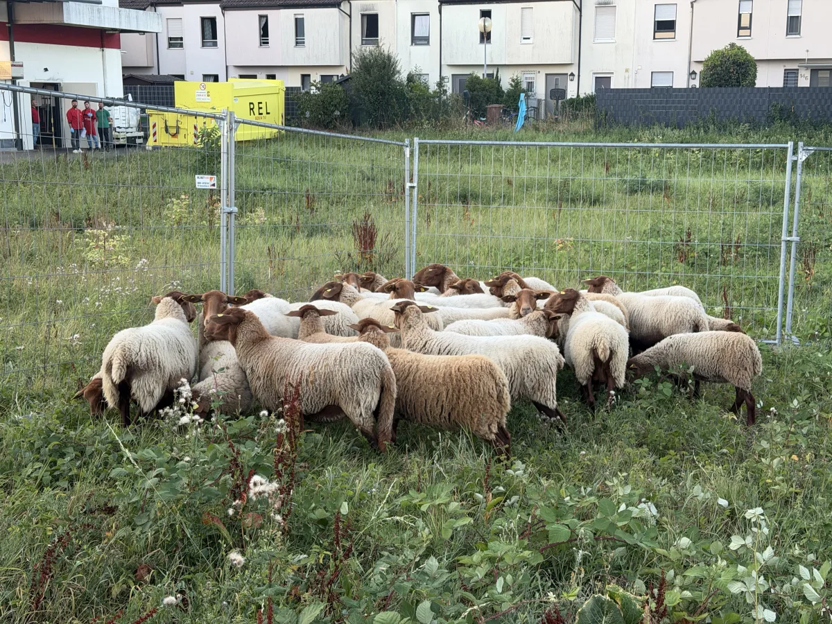 Eine Gruppe von Schafen steht dicht zusammen auf einer umzäunten Wiese neben Wohnhäusern.
