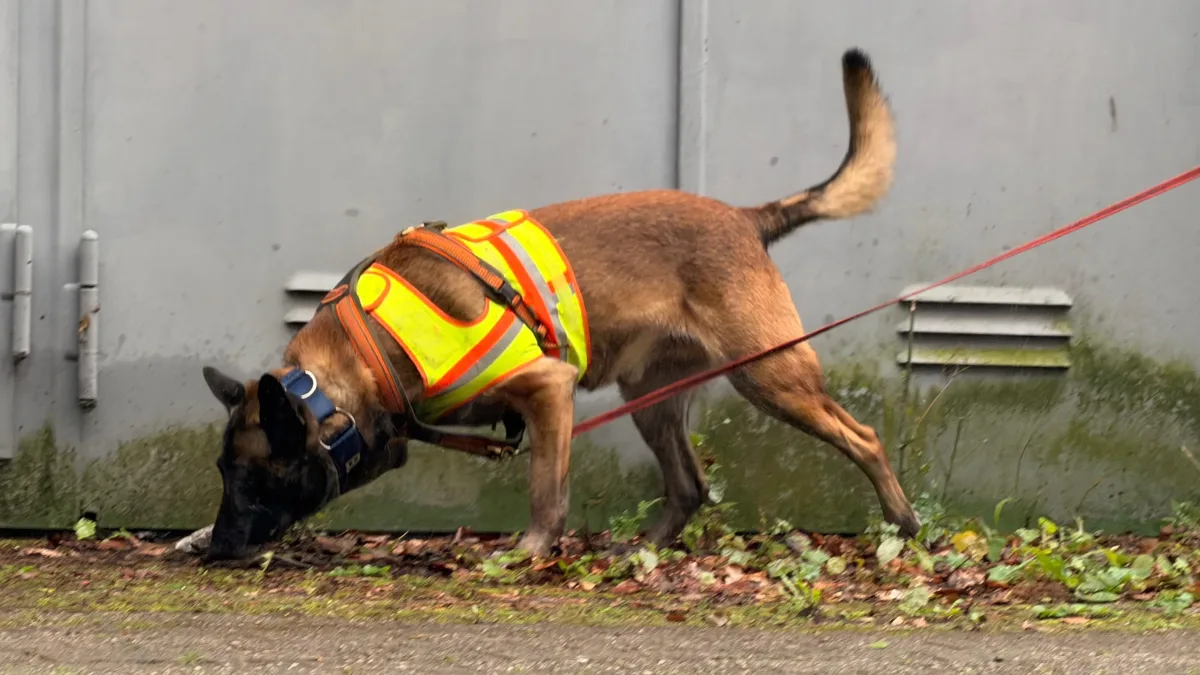 Ein Hund in einer leuchtend gelben Warnweste schnüffelt konzentriert auf einem mit Laub bedeckten Boden vor einer grauen Wand.