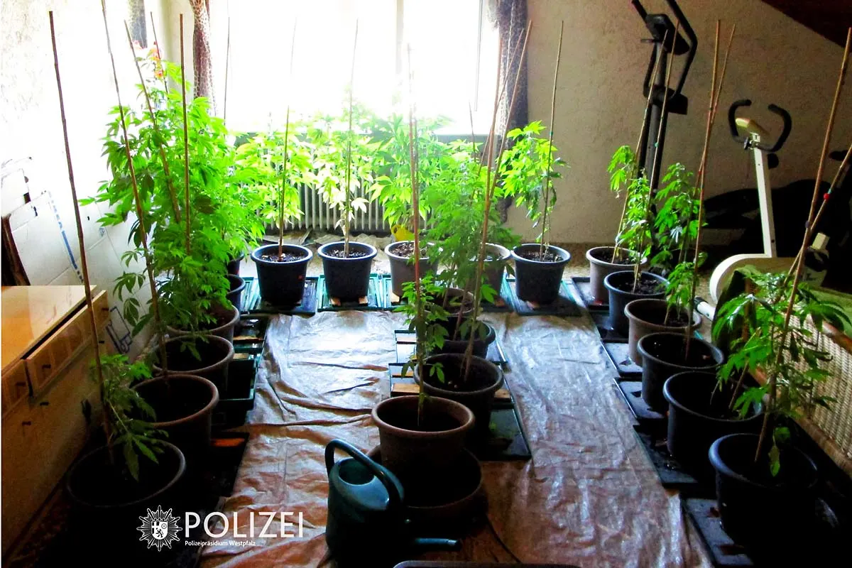 Landkreis Kaiserslautern - Polizei entdeckt Cannabispflanzen in Wohnung