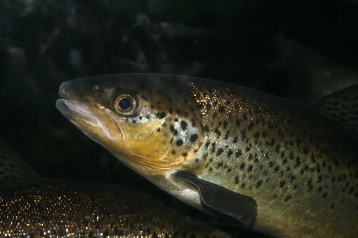 Ein Fisch mit goldenen und braunen Schuppen schwimmt im Wasser. Der Kopf ist nah und detailliert sichtbar.