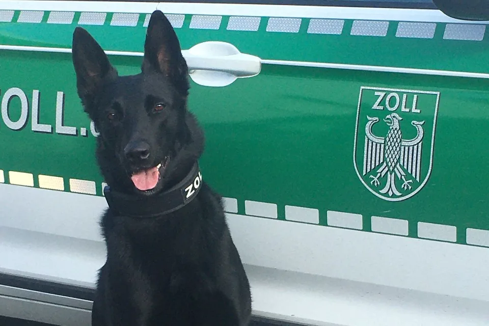 Kitzingen – Tara riecht gut – Zollhund entdeckt sogar Kleinstmengen an Marihuana
