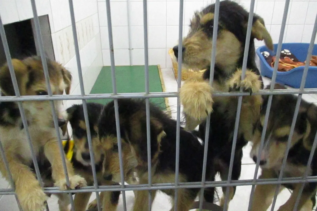 Marienberg - Elf Hundewelpen aus Kleinbus gerettet