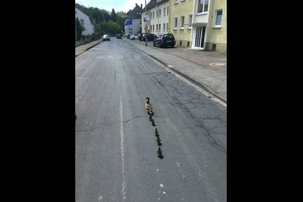 Entenfamilie gerettet 