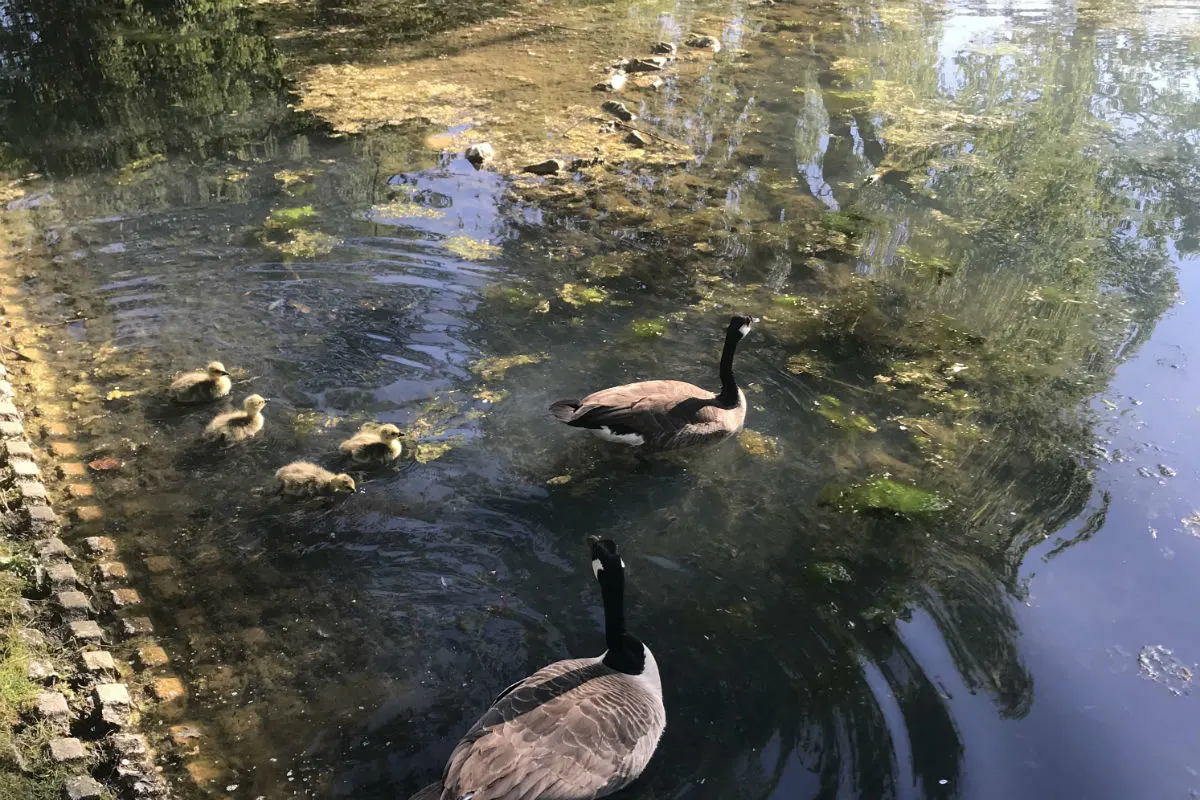 Gänsefamilie feiert das Osterfest wieder im heimischen Park