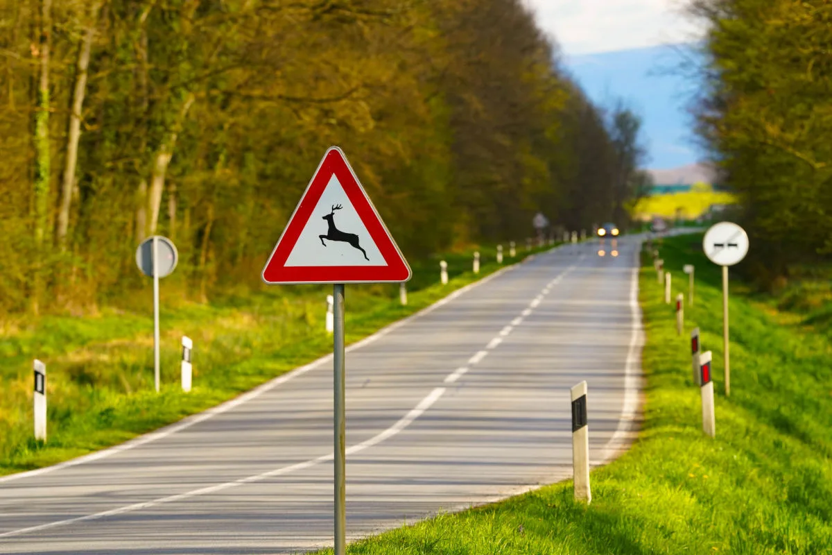 Ein Schild mit der Warnung vor Wildwechsel steht am Rand einer kurvenreichen Landstraße, die von Bäumen gesäumt ist.