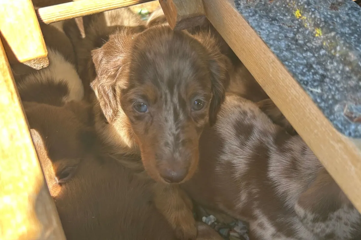 Ein brauner Hundewelpe mit leicht geflecktem Fell schaut durch die Zwischenräume einer Holzkonstruktion. Die Umgebung ist teilweise im Sonnenlicht.