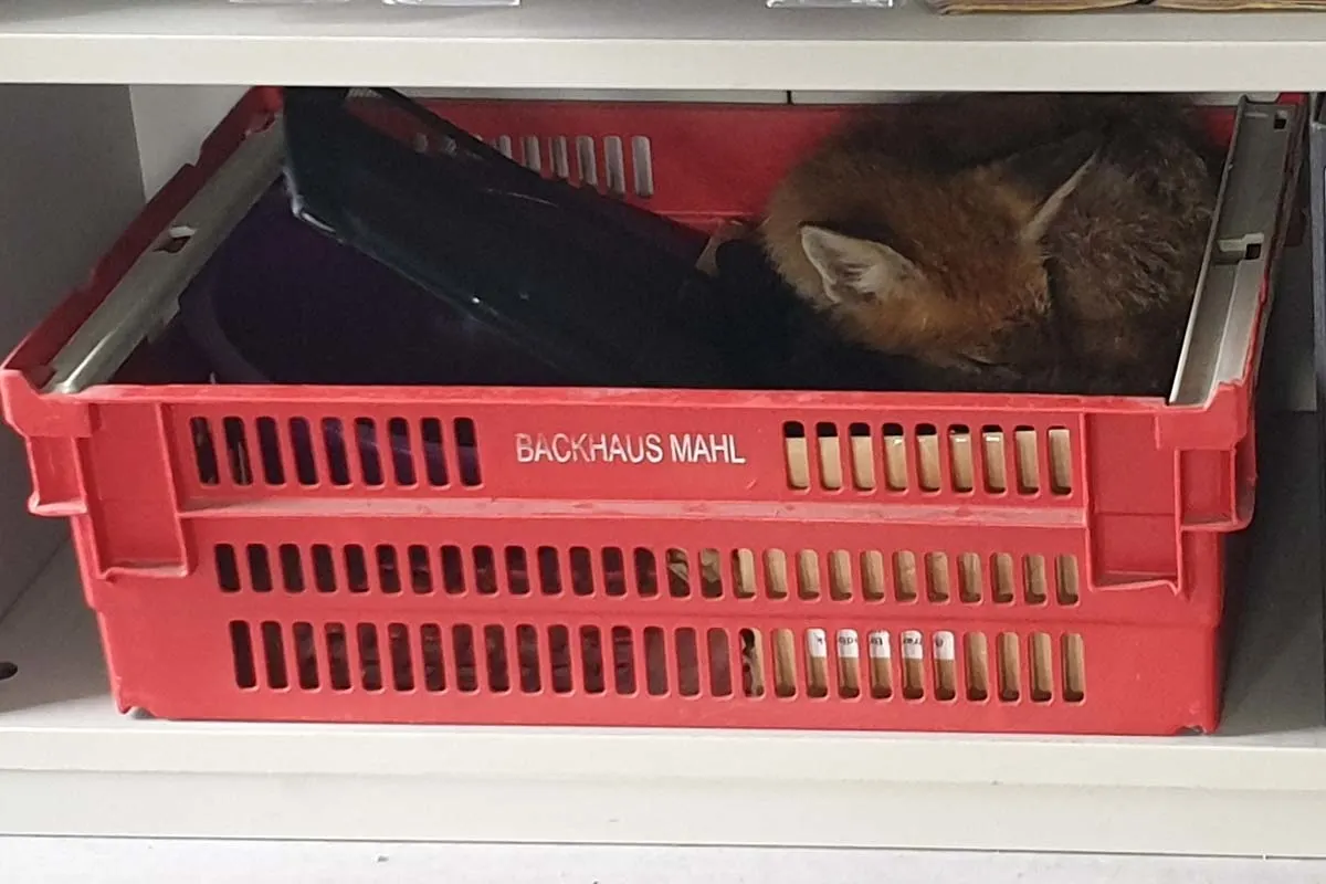 Immendingen - Fuchs schnüffelt in der Küche
