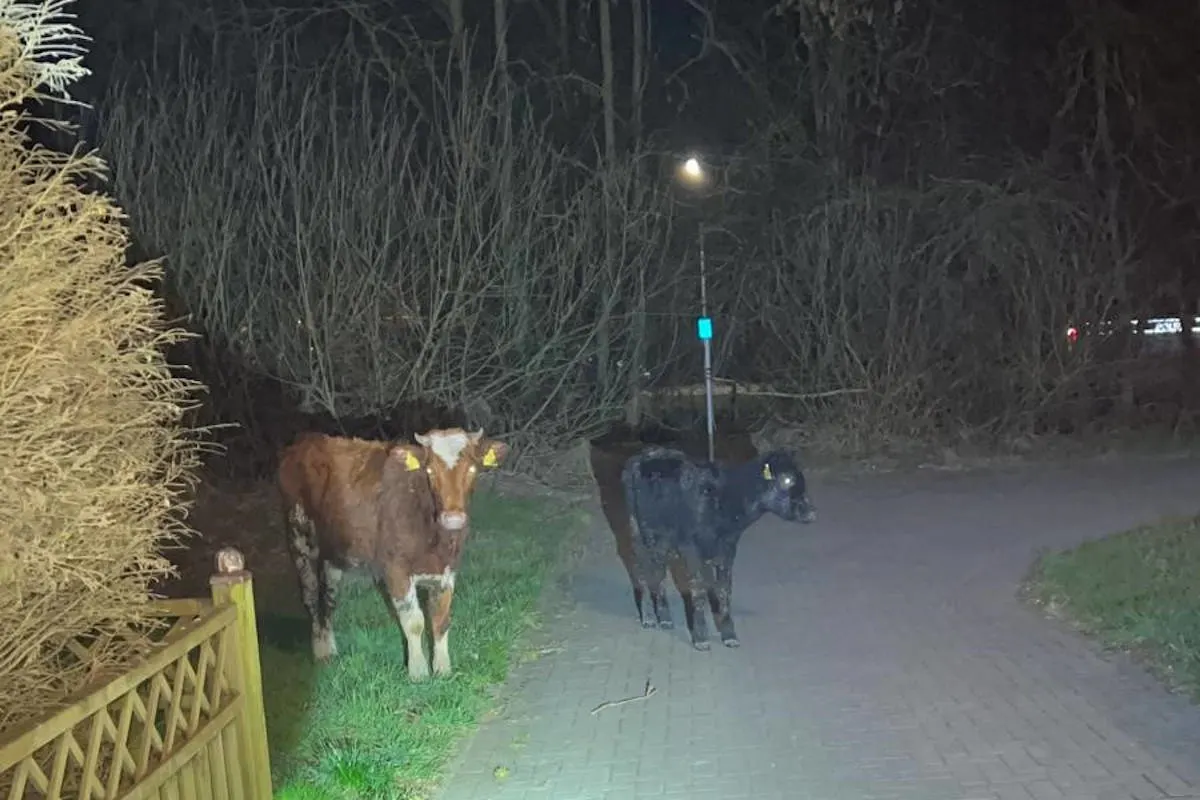 Wilhelmshaven – Wilde Kuhherde löste größeren Polizeieinsatz aus