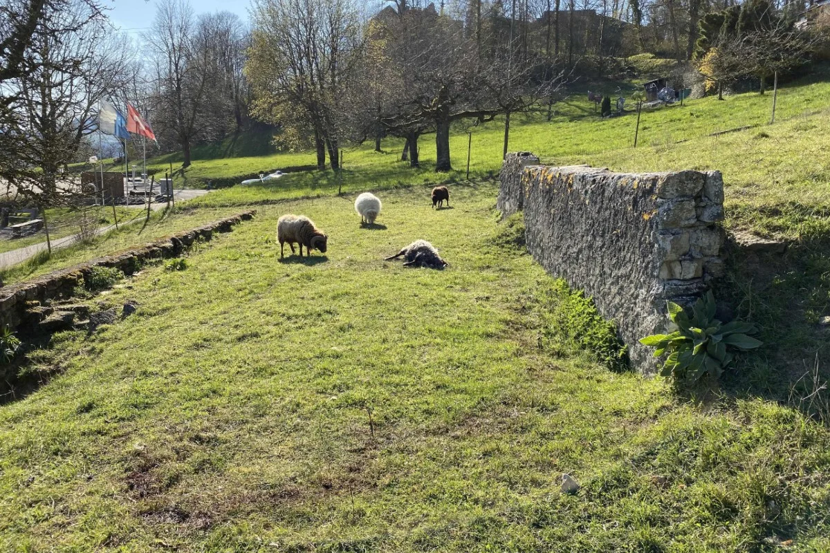 Habsburg AG - Hund soll Schaf gerissen haben!