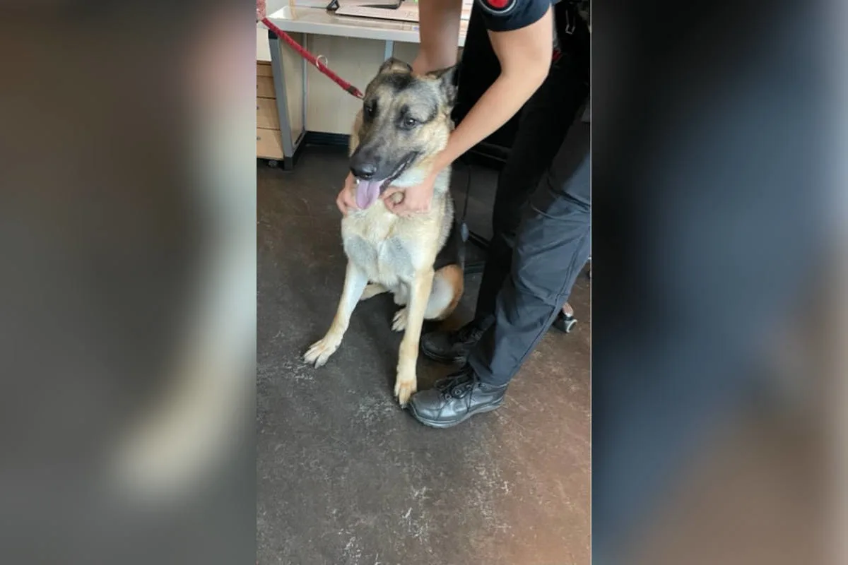 Celle – Schäferhund zugelaufen im Bereich Bultstraße