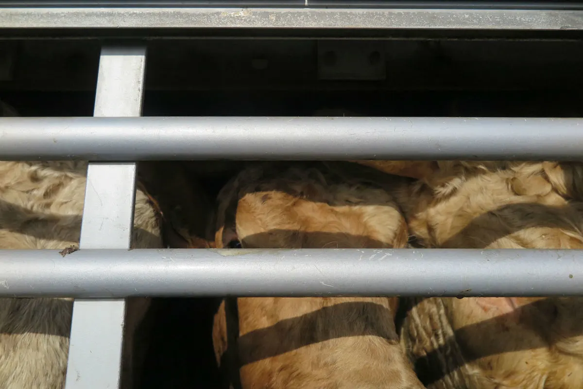 Friedberg - Tiertransporter mit Rindern gestoppt
